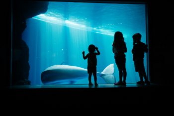 Chicago’s Shedd Aquarium