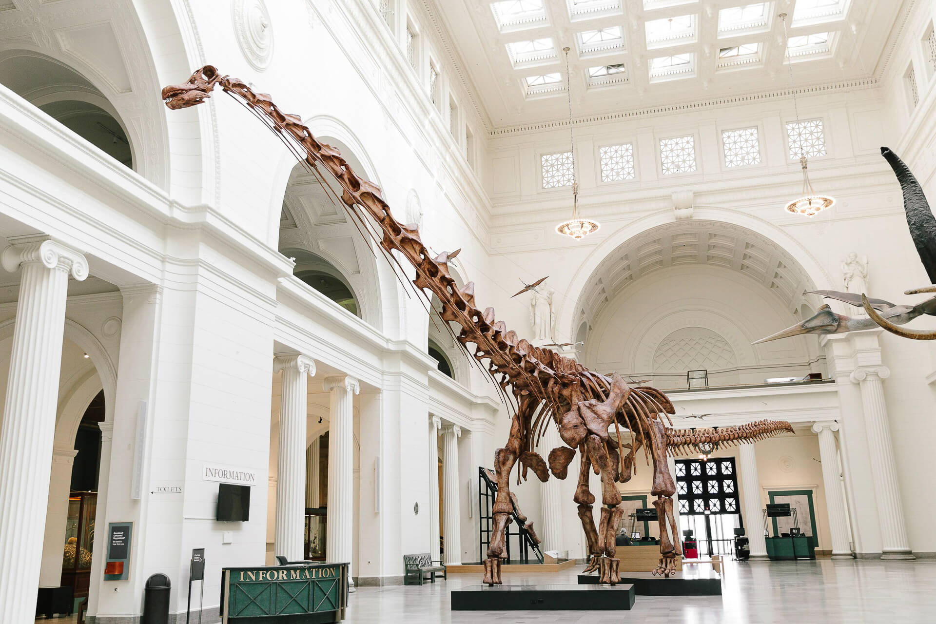 Field Museum dinosaur