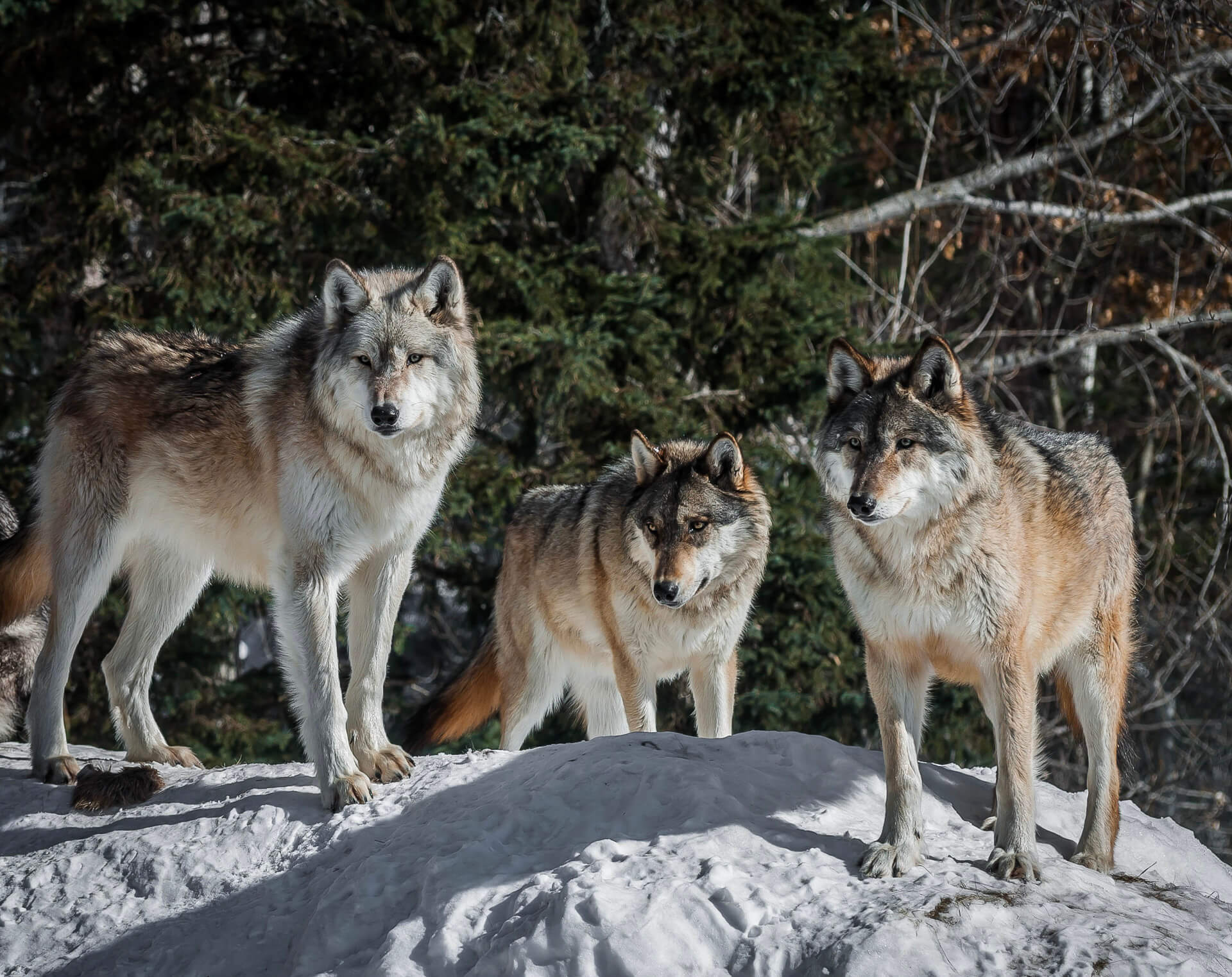 Wolves at the International Wolf Center