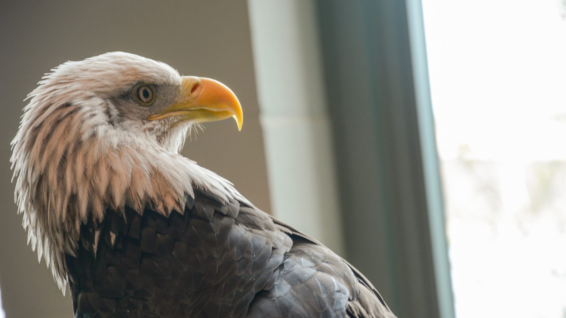 Bald eagle at National Eagle Center, Wabasha Minnesota