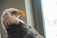 Bald eagle at National Eagle Center, Wabasha Minnesota