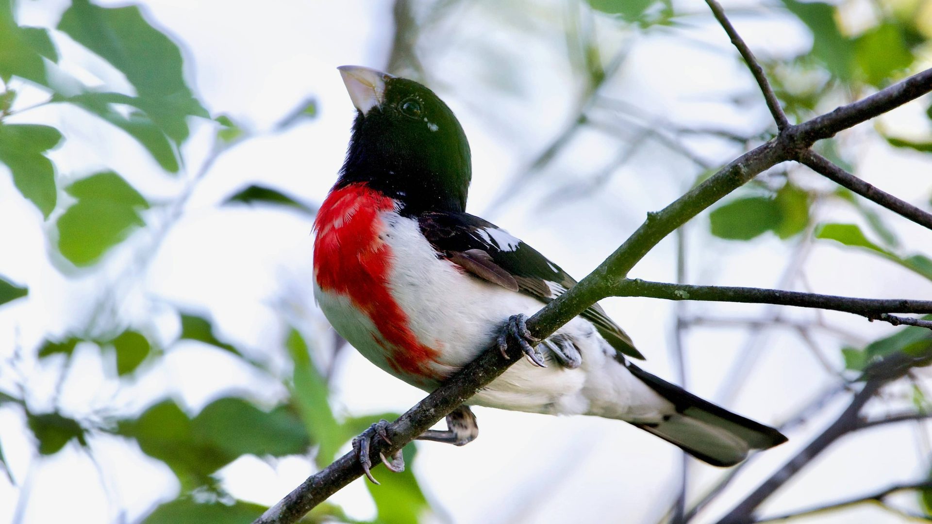 rose-breasted grosbeak in tree in tennessee