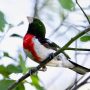 rose-breasted grosbeak in tree in tennessee