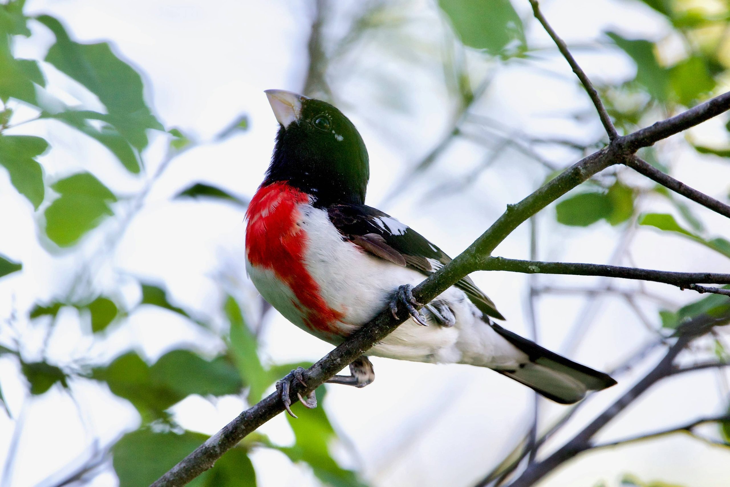 rose-breasted grosbeak in tree in tennessee